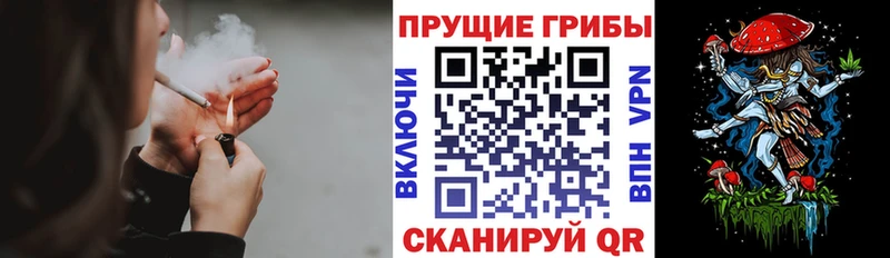 Псилоцибиновые грибы Psilocybe Ачинск
